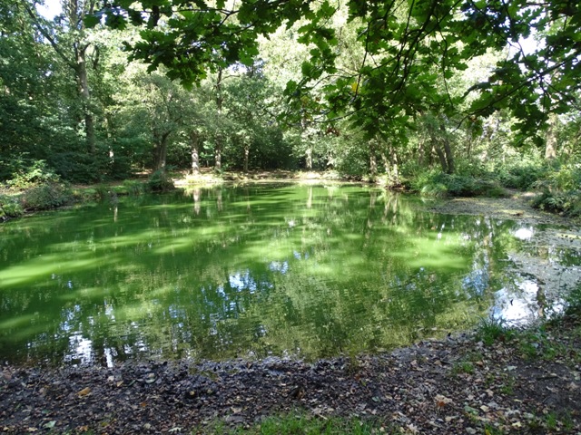 nolinhetbos 1